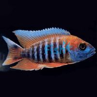 Eureka Red Peacock 10cm