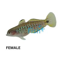 Peacock Gudgeon N.G 4cm