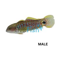 Peacock Gudgeon N.G 3.5cm