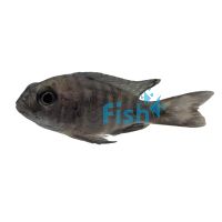 Peacock Red Sided 5cm
