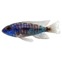 Peacock Stuartgranti Ngara 4cm