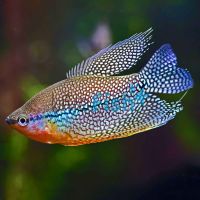 Lace Pearl Gourami XL 9cm