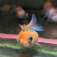 Pearlscale Dragon Eyes 5cm 