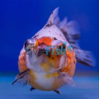 Pearlscale Dragon Eyes 7cm