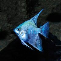 Blue Pearlscale Angelfish 3.5cm