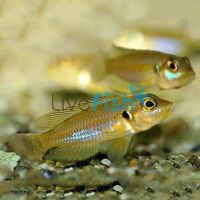 Lamprologus Ocellatus Gold 4cm