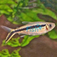 Penguin - Hockey Stick Tetra 4cm