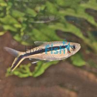 Penguin - Hockey Stick Tetra 3cm