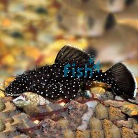 Peppermint Bristlenose 5cm