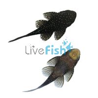 Peppermint Bristlenose 4cm