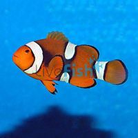 Percula Onyx Clownfish - Large