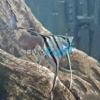 Peruvian Altum Angel Fish 4cm