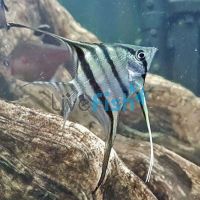 Peruensis Altum Angelfish 8cm