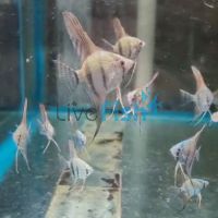Peruensis Altum Angel 3.5cm