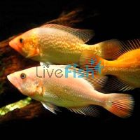 Petenia Splendida - Red Snook 12cm