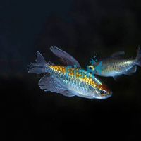 Male Congo Tetra 4cm