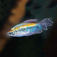 Congo Tetra Male 5cm