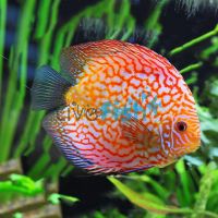 Pigeon Checkerboard Discus 7cm