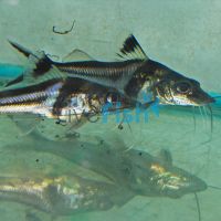 Pimelodus Ornatus 10cm