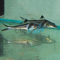 Pimelodus Ornatus 8cm