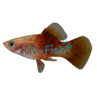 Pineapple Platy 4cm