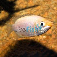 Pink Kissing Gourami 7cm