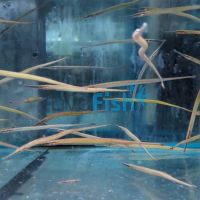 Pipefish - Freshwater Short Snout 10cm