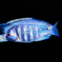 White Lip Phenochilus 4cm