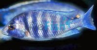 Whitelip Phenochilus 10cm