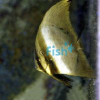 Orbicular Batfish - Small