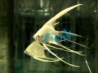 Platinum Veiltail Angel Fish 6cm 
