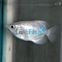 Platinum Archer Fish 9cm