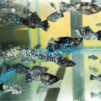 Platinum Marble Dalmation Molly 5cm