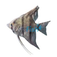 Platinum Peru Altum Angelfish 3.5cm