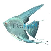 Platinum Pinoy Angel Fish 6cm