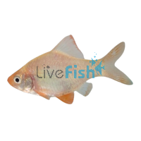 Platinum Tiger Barb 4cm