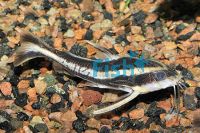 Raphael (Striped) Talking Catfish
