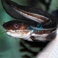 Striped Eel Catfish 