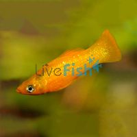 Orange Saffron Molly 5cm 