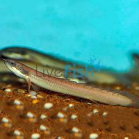 Senegal Bichir