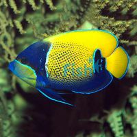 Blue Girdled Angelfish - Large