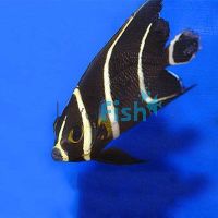 French Angelfish - Small