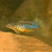 Gudgeon Poreless 2cm