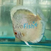 Powder Blue Discus 9cm