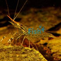 Prawn Freshwater Long Claw 5cm
