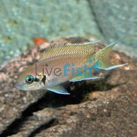 Princess Cichlid 3cm
