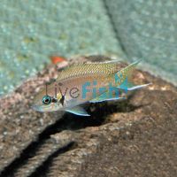 Princess Cichlid 3.5cm