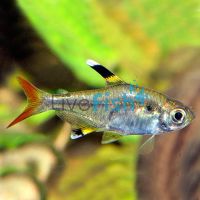 Golden Pristella Tetra 3cm