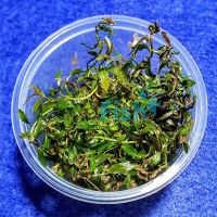 TC - Proserpinaca Palustris 