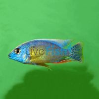 Protomelas Chimoto Red 5cm